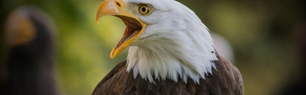 Eagle, Osprey & Loon Live Streams